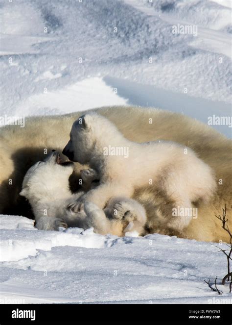POLAR BEAR MOTHER WITH CUBS Stock Photo - Alamy