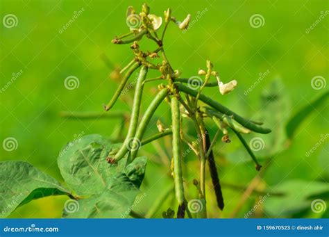 Mung Bean And White Flowers Stock Image Image Of Mung Grain 159670523