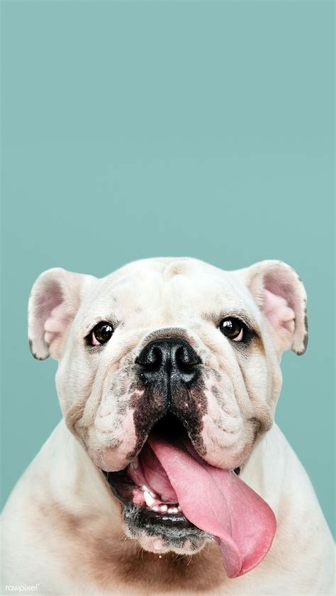 Cute Bulldog Wallpapers Wallpaper Cave