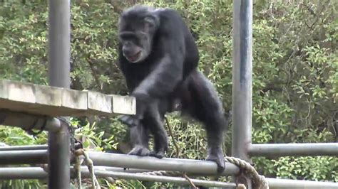 Coby The Chimpanzee San Francisco Zoo Youtube