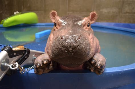 Cincinnati Zoo hippo Fiona still impacts region, world at 8 years old