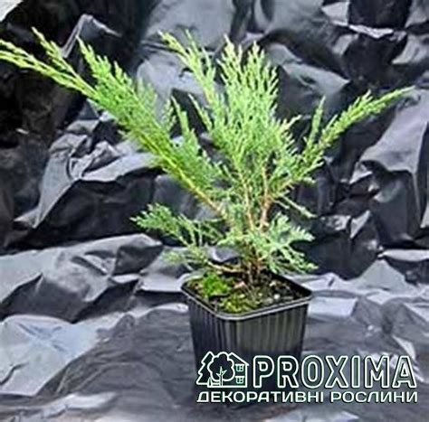 Ялівець козацький Блю Донау / Блю Данубіа, Juniperus sabina Blaue Donau ...