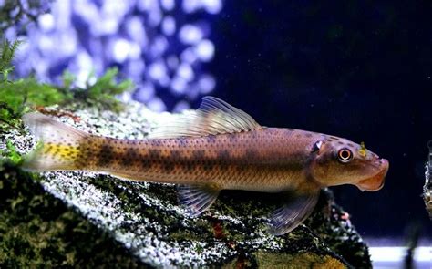 Chinese Algae Eater Care Guide Your Aquarium Place