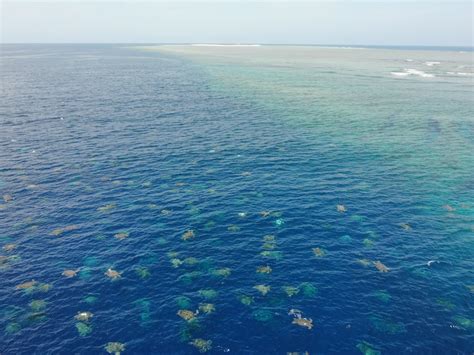 Drone Captures Thousands Of Sea Turtles Flocking To Great Barrier Reef