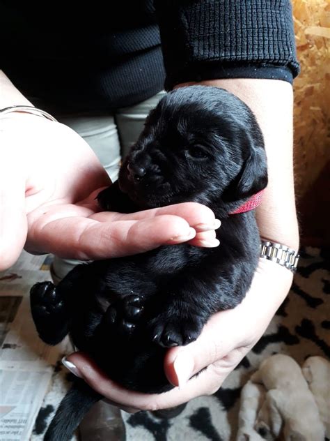 My mum’s new baby black lab. Everyone meet Ralph! : r/aww