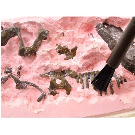 حفاری اسکلت دایناسور تی رکس باستان شناسی اورجینال تک جعبه T Rex