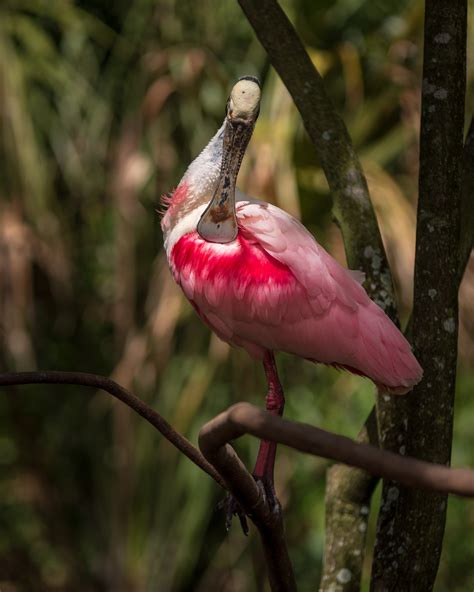 Homosassa Springs Wildlife State Park Tours Book Now Expedia