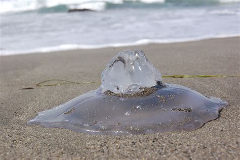 Jellyfish in Ft. Bragg, California