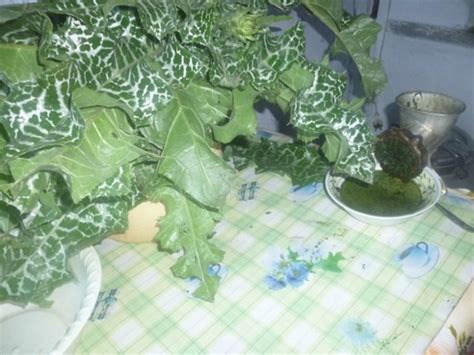 Сок расторопши из листьев: применение и лечебные свойства