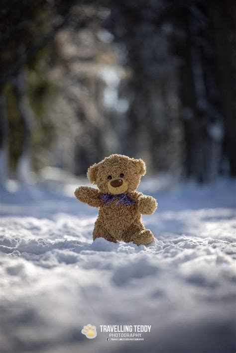 Pin von Fugly auf The Ted Bunker Bärenbilder Winterspaß Teddybären