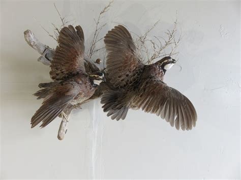 BobWhite Quail (2) Life Size Mount On Wood T-106Q – Mounts For Sale