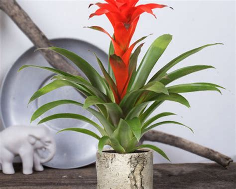 Гузмания: описание, уход, размножение, фото, посадка