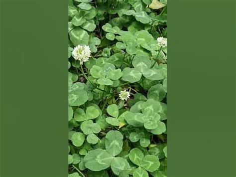 ️👉 Скажите три волшебных слова своему ангелу хранителю - YouTube