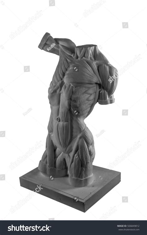 Plaster Statue Naked Man Torso Anatomical Stock Photo