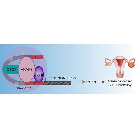 Akap Promotes Ovarian Cancer Progression And Antagonizes Parp