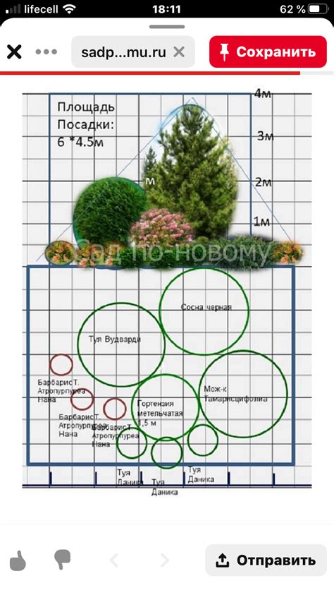 Forever Goldy® Arborvitae Artofit