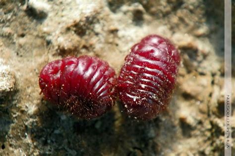 Does Your Red Lipstick Contain Carmine Dead Bugs Peta