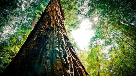 Rboles Redwood Tree Forest Hd Naturaleza Rboles Bosque Rbol