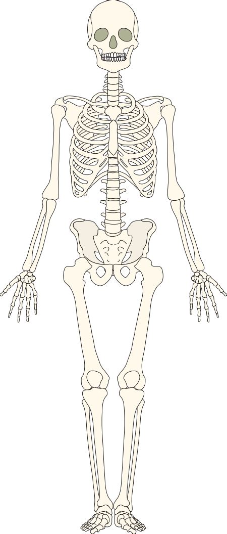 Skelett Klexikon Das Freie Kinderlexikon
