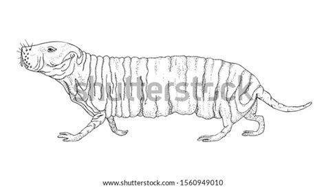 Naked Mole Rat Black White Hand Stock Vector Royalty Free Shutterstock