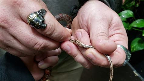 How To Sex Corn Snakes Sexing Corn Snake Made Easy YouTube