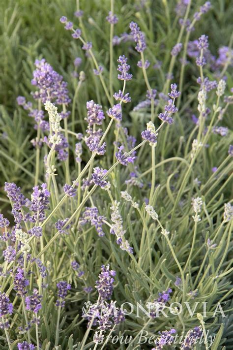 Munstead Lavender Trees Today Nursery