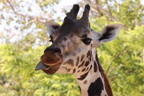 Giraffe Tongue Facts - 10 Things to Know About Nature’s Weirdest Tongue