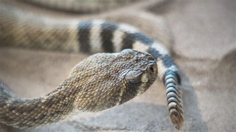 Can Dogs Survive A Rattlesnake Bite