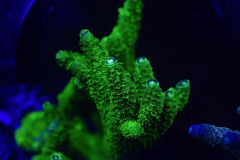 Самая маленькая водоросль в мире - 73 фото