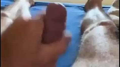 Bambi Gay Porn Videos Sex Model Nudes XHamster