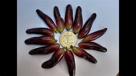 Виноград Хэллоуин Описание Фото – Telegraph