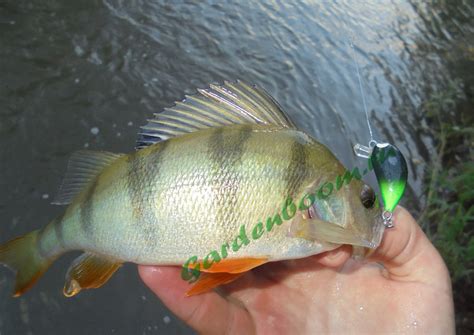 Воблеры для течения