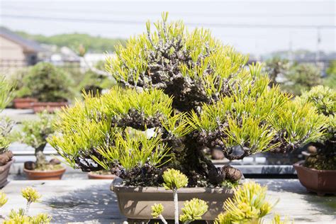 平松春松園 Kagawa Bonsai By Gak Bonsai