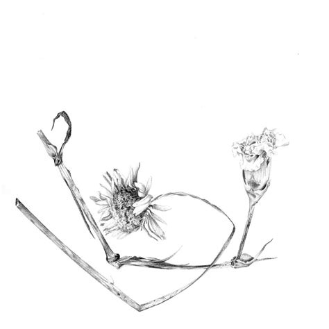 dead flowers drawing