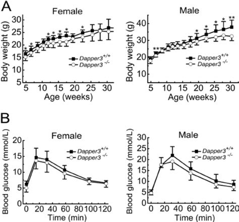 Mild Growth Retardation In Adult Dapper3 ؊ ؊ Mice A Shown Are