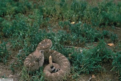 Western Diamondback Rattlesnake Facts, Pictures & Information
