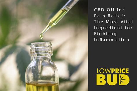 CBD Oil for Pain Relief: The Most Vital Ingredient for Fighting ...