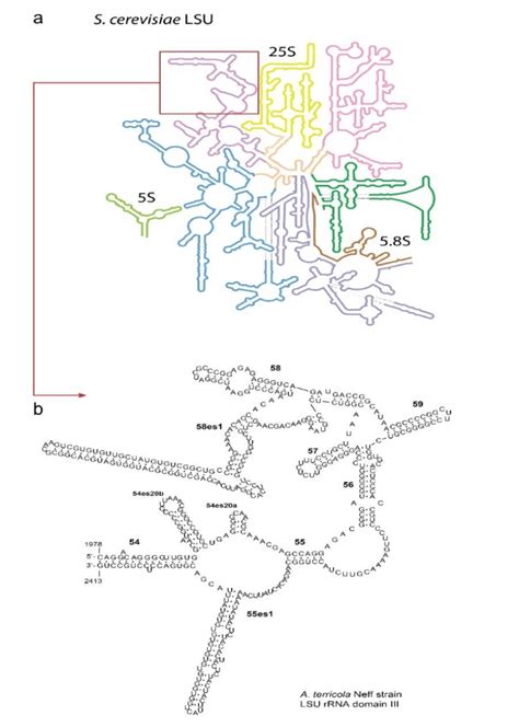 Lsu Structure A Lsu Rrna Secondary Structure Model Of The Yeast Download Scientific Diagram