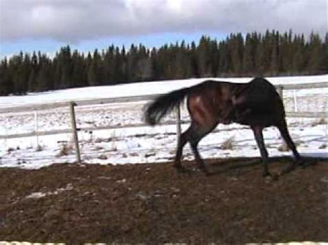 Horny Crazy Stud Youtube