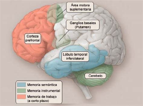 Neurobiolog A De La Memoria Mecanismos Y Funciones Clave Salud Vital