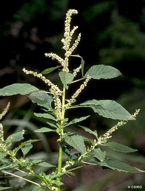 Amaranthus spinosus - Alchetron, The Free Social Encyclopedia