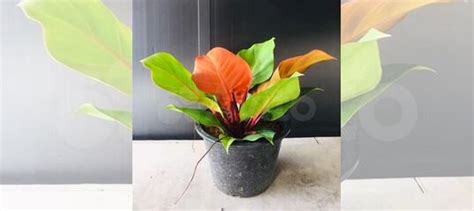 Филодендрон Санлайт (Philodendron Sunligh) купить в Санкт-Петербурге ...