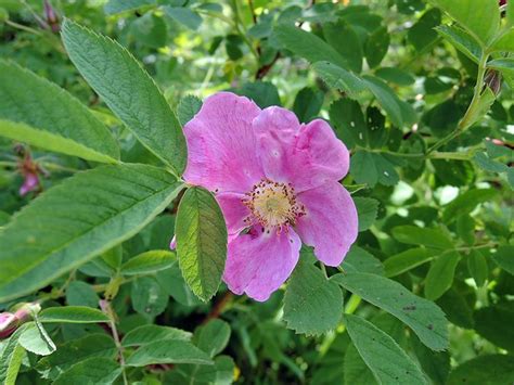 Дикий шиповник | Plants, Garden