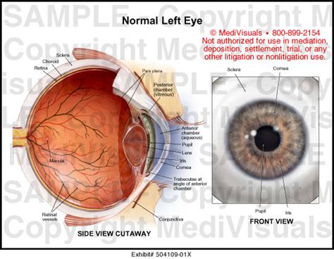 Medivisuals Normal Left Eye Medical Illustration