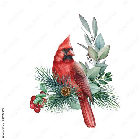 winter decoration  red cardinal bird watercolor illustration hand