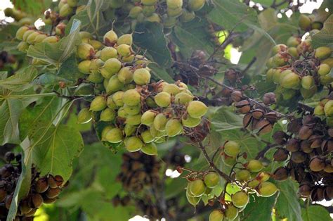 Paulownia Owoce Garnek Pl