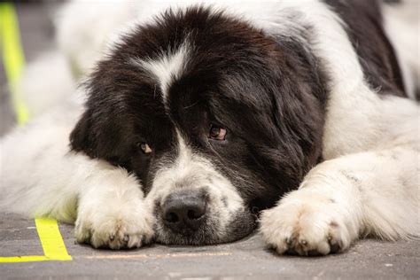 Newfoundland Dog Mixes - 11 Stunning Newfie Mixes - Paw Planning