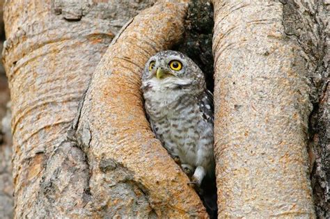 What type of bird screeches during the day? - Birdful