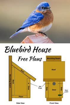 Which Direction Should a Bluebird House Face? in 2024 | Bluebird house