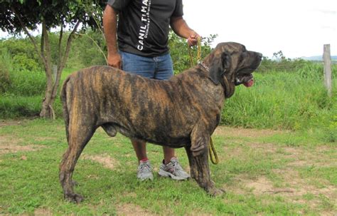 Sus Perros Fila Brasilero Le Comieron El Brazo A Un Hombre Y Ahora Va